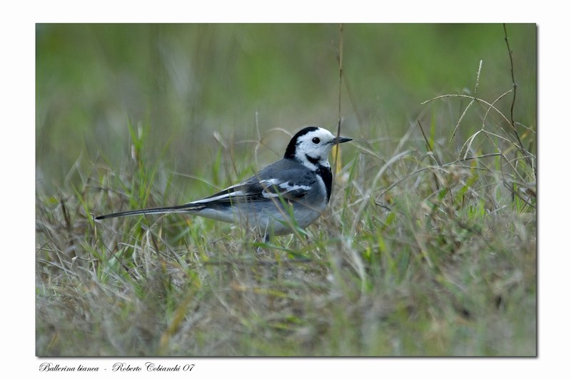 ballerina bianca - Motacilla alba